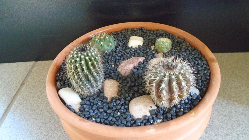 Grup de 4 cactusi - Cactusi 2021