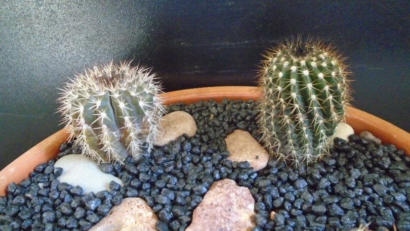 Uebelmannia pectinifera & Uebelmannia pectinifera v. pseudopectinifera, HU 290 - Cactusi 2021