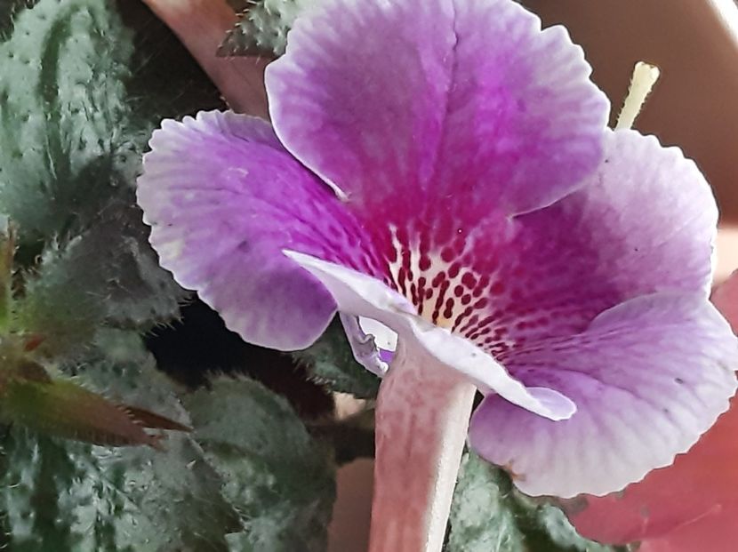  - achimenes-2021