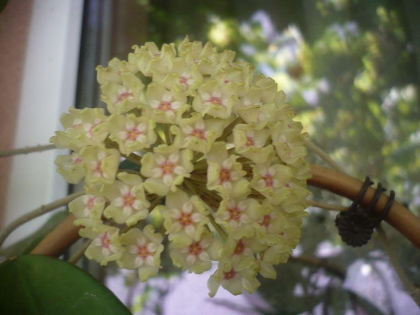 P1490945 - HOYA 2021-2