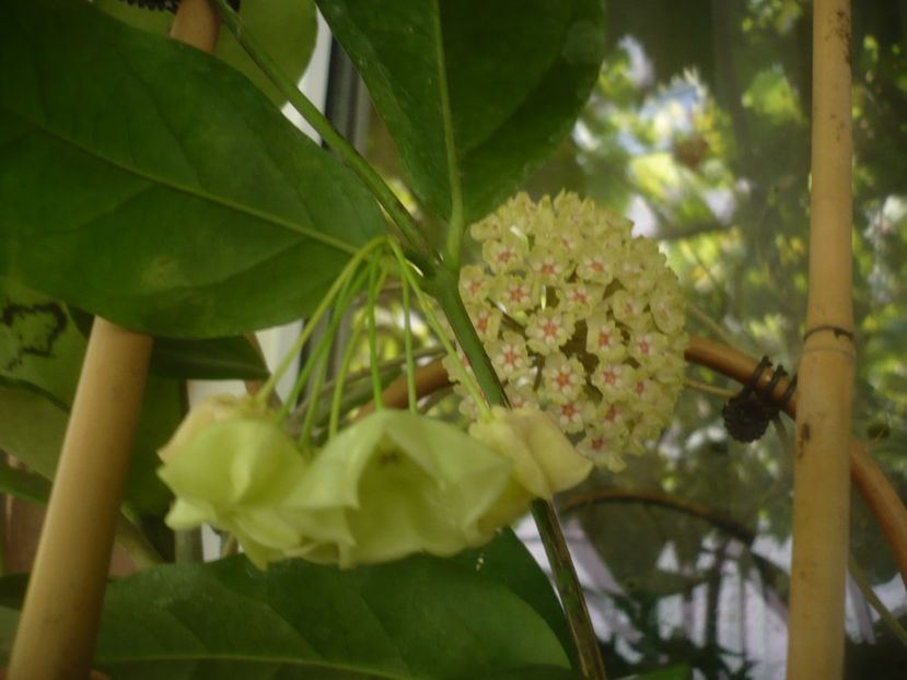 P1490946 - HOYA 2021-2