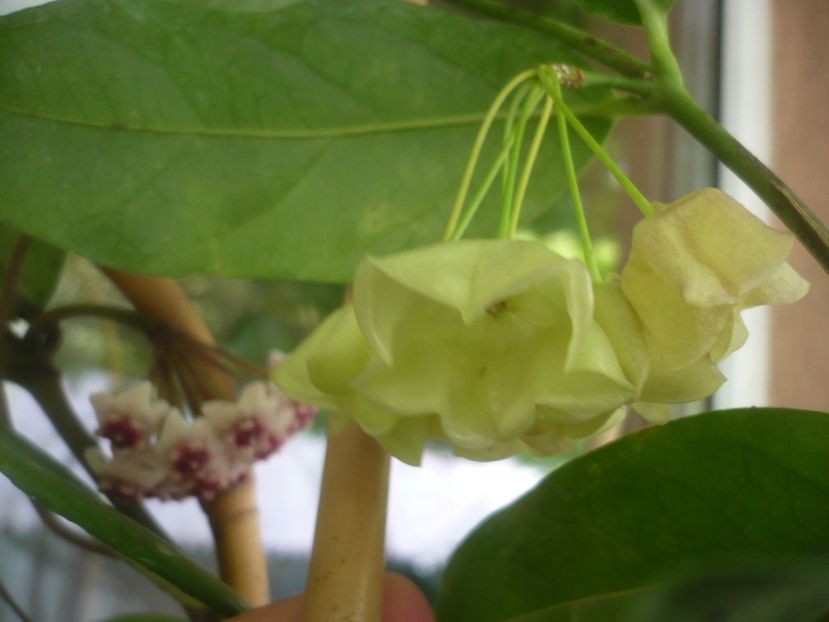 P1490948 - HOYA 2021-2