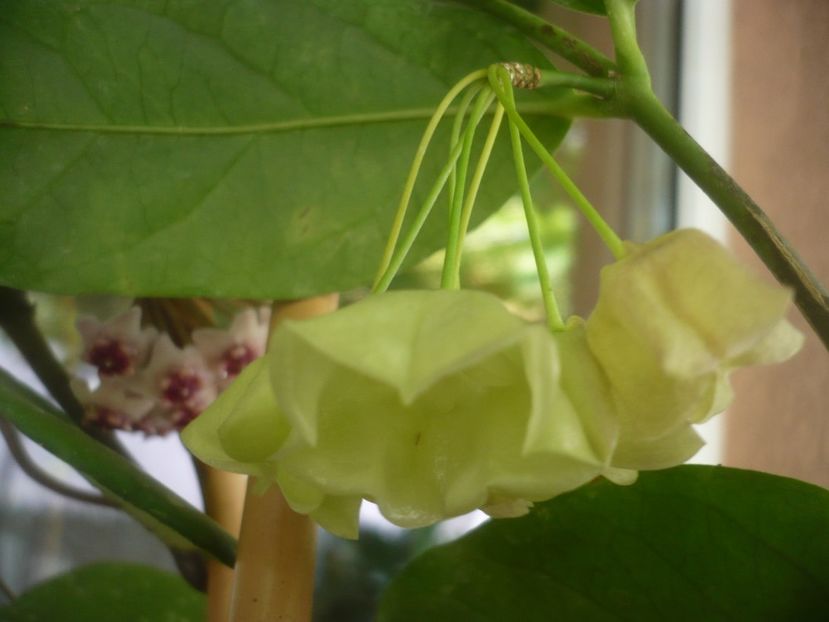 P1490949 - HOYA 2021-2