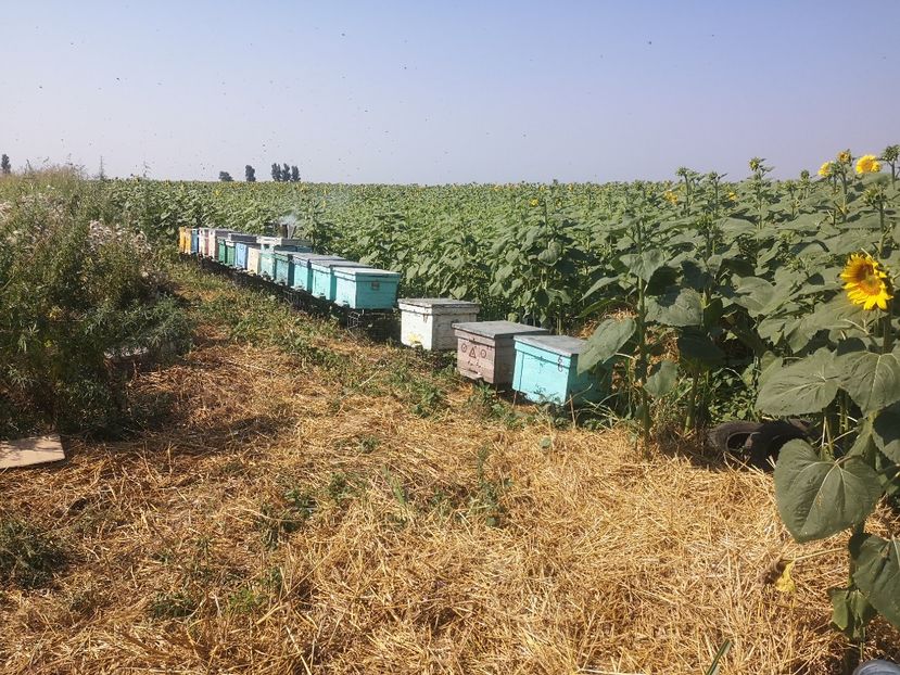 Baraganu 20.07 - Apicol 2021