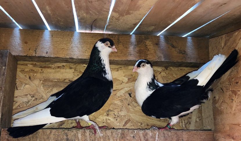 pereche  2021 - 0000001 prin voliere