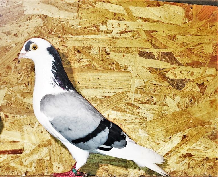 mascul  2019 - 0000001 prin voliere