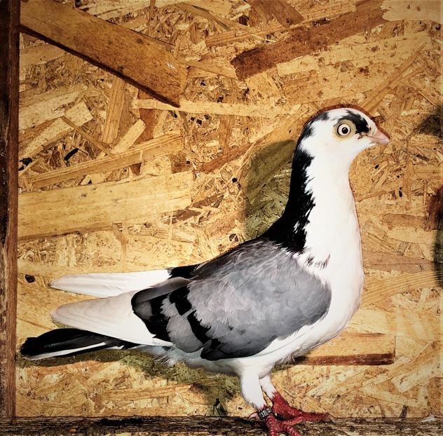 femelă  2020 - 0000001 prin voliere