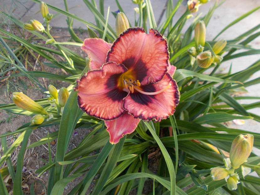 adamas-14 - Hemerocallisi disponibili -2021