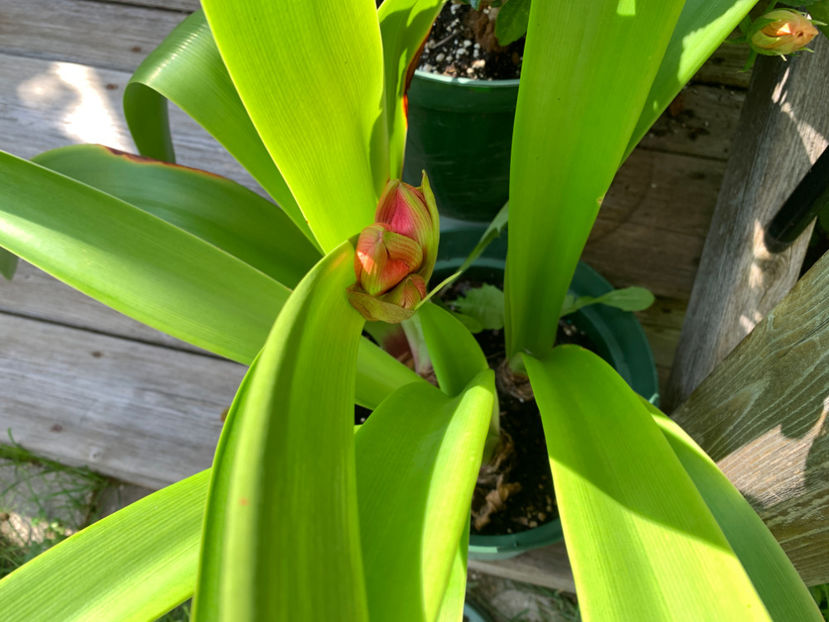  - Jurnalul gradinii 2021