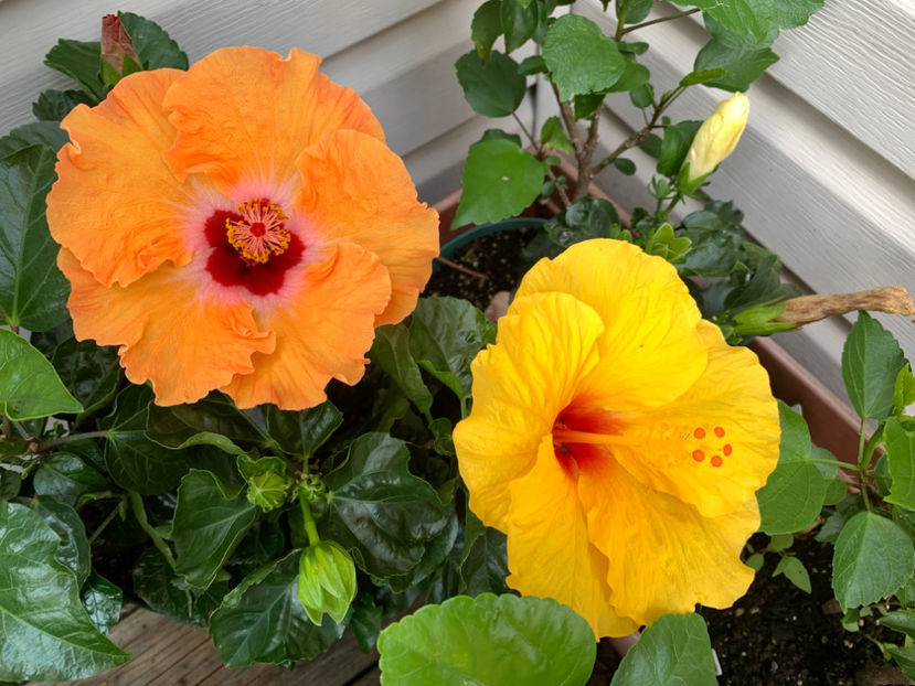  - Jurnalul gradinii 2021