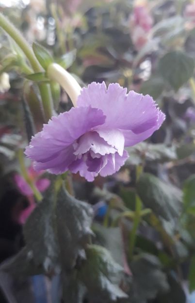  - 001 2021 - BRID s 101-20