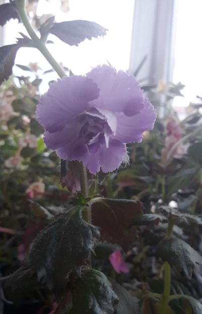  - 001 2021 - BRID s 101-20