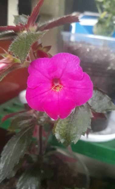 2021 - 0001 2022 - BRID s BERNARDO