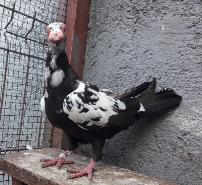 Pui 2021 - Carunculați 2021