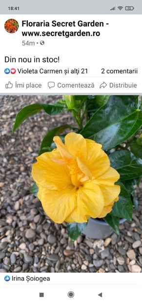 Screenshot_2021-07-17-18-41-29-444_com.facebook.katana - Hibiscus 2021-2