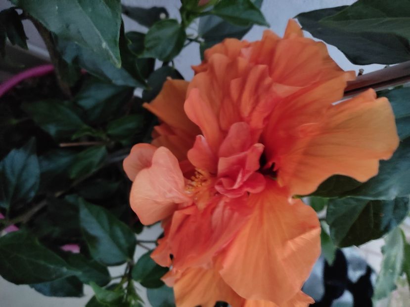  - Hibiscus 2021-2