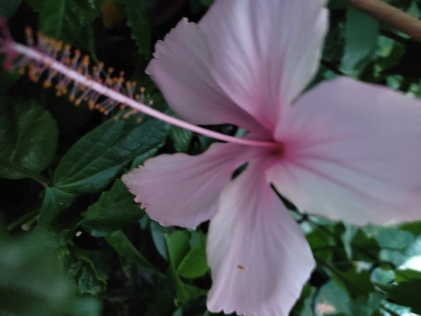  - Hibiscus 2021-2