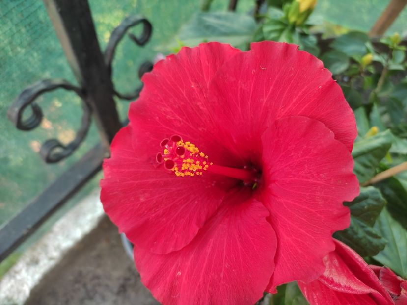  - Hibiscus 2021-2