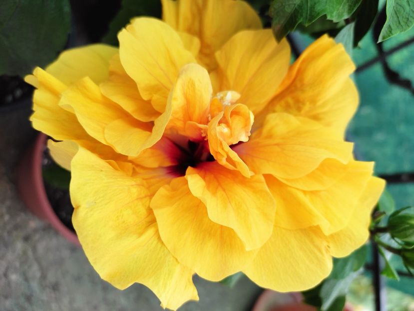  - Hibiscus 2021-2