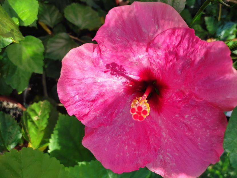 Grecia Pink - Hibiscus 2021-2