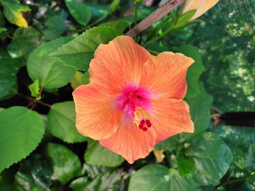  - Hibiscus 2021-2