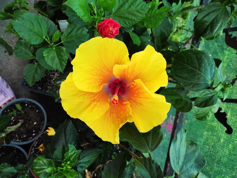  - Hibiscus 2021-2