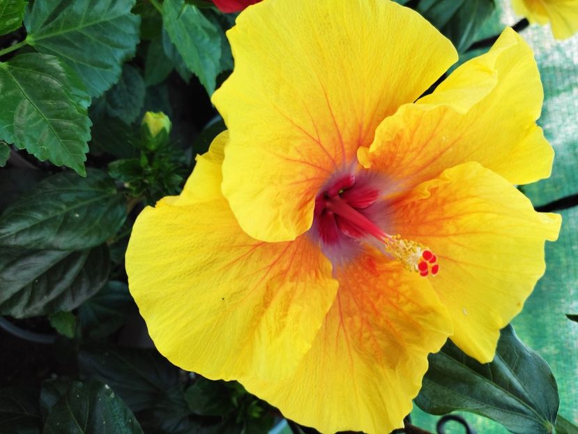  - Hibiscus 2021-2