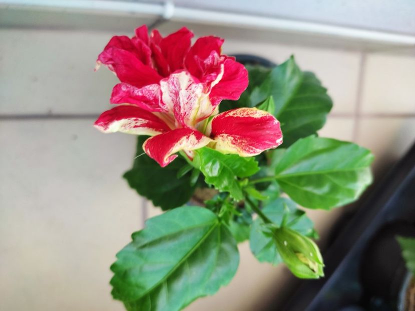  - Hibiscus 2021-2
