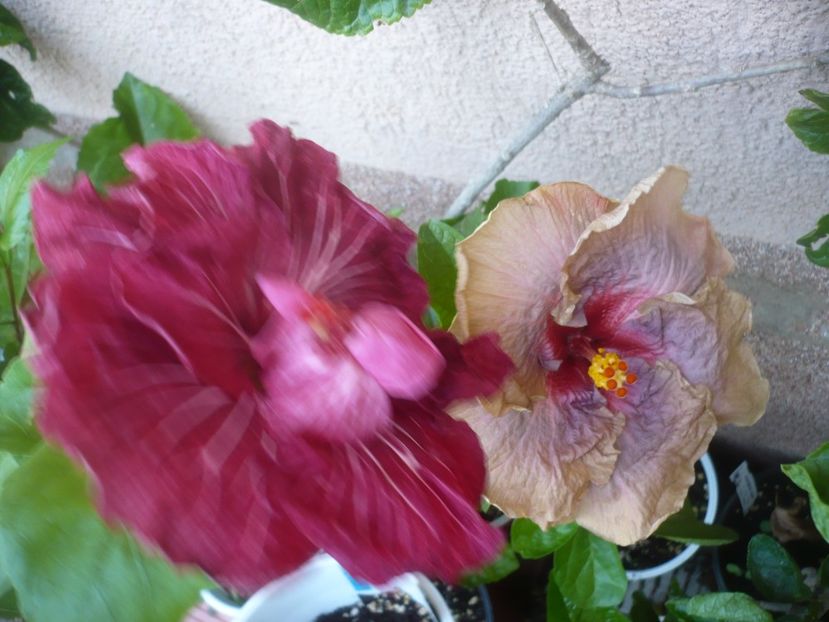 P1490964 - HIBISCUSI 2021-2