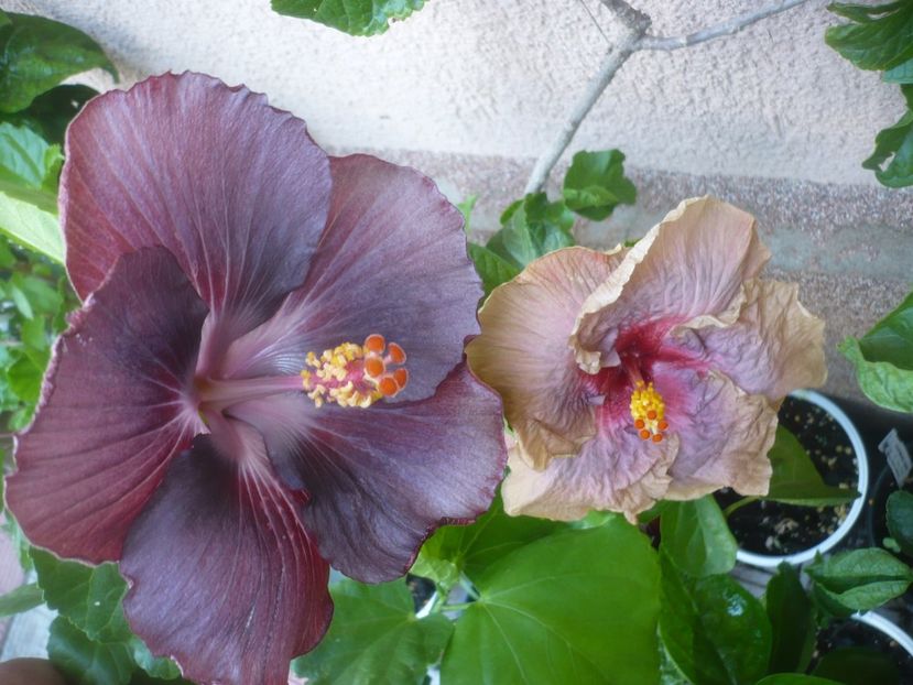 P1490969 - DPs Black Ocean