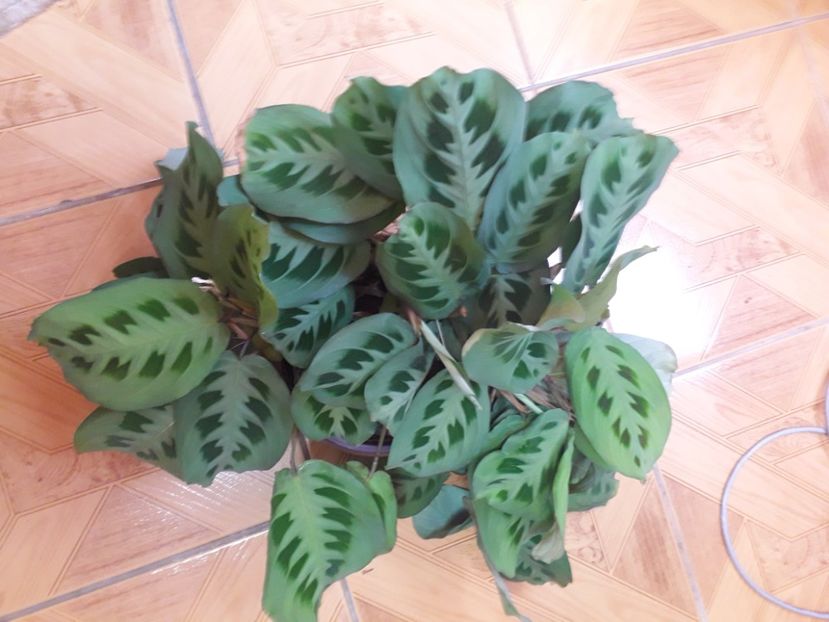 20210722_075503[1] - maranta