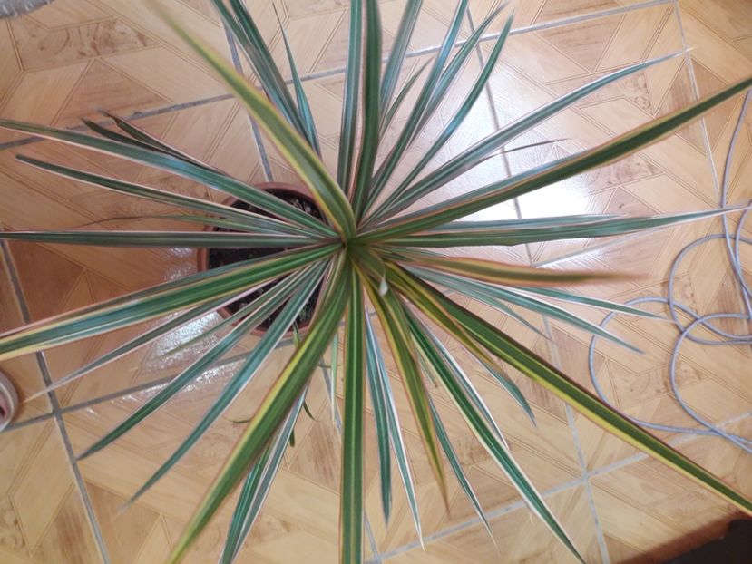 20210722_075700[1] - dracena marginalis
