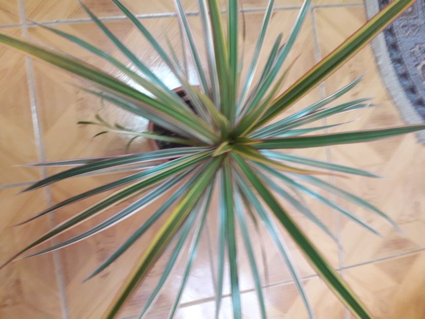 20210722_075712[1] - dracena marginalis