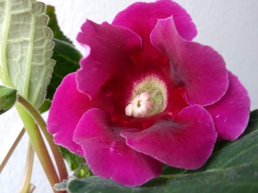 23b - Gloxinia din seminte 2020-2021