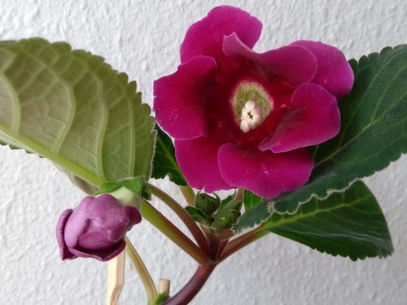 23c - Gloxinia din seminte 2020-2021