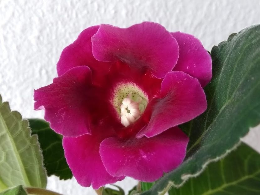  - Gloxinia din seminte 2020-2021