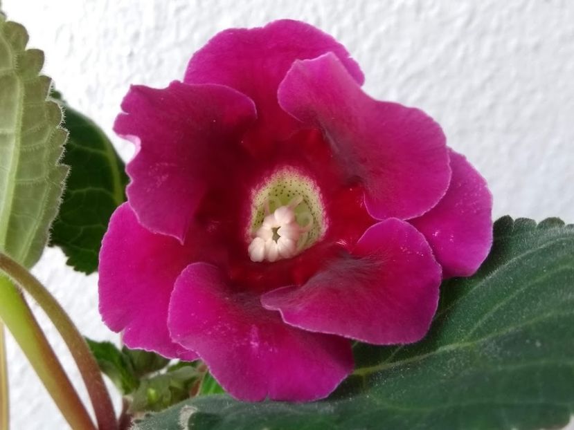  - Gloxinia din seminte 2020-2021