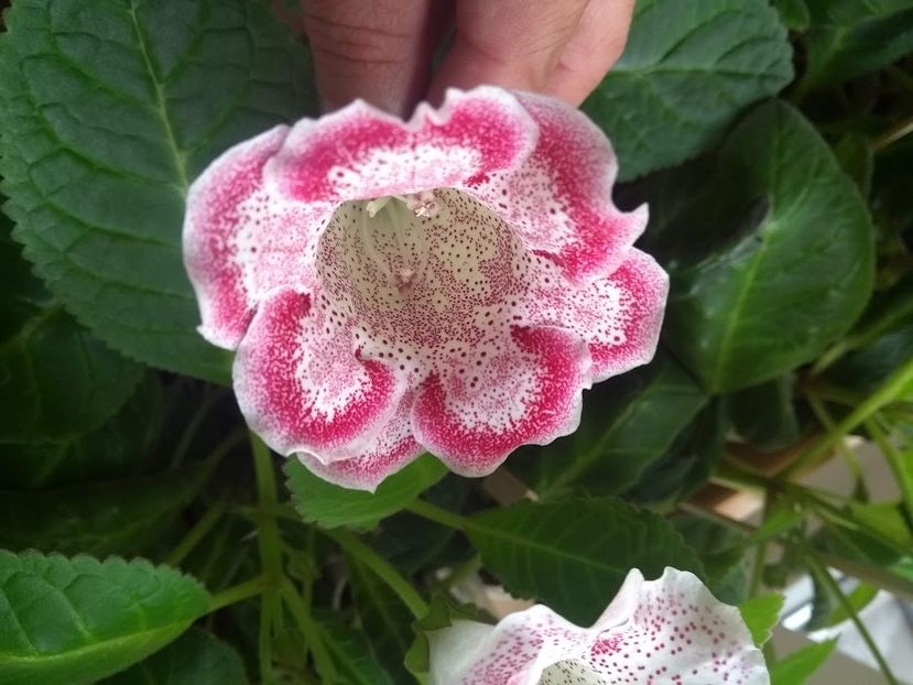 25a - Gloxinia din seminte 2020-2021