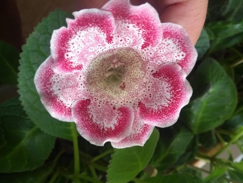 25b - Gloxinia din seminte 2020-2021