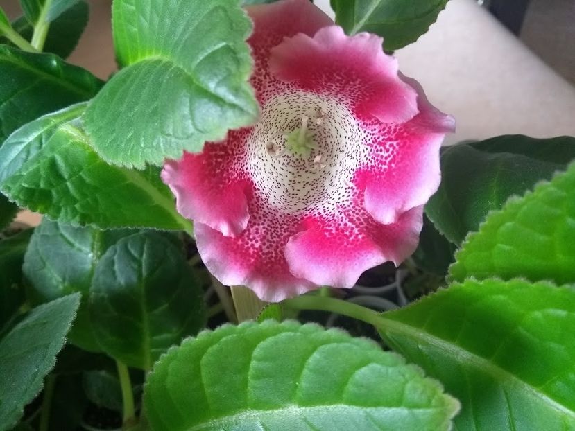26a - Gloxinia din seminte 2020-2021