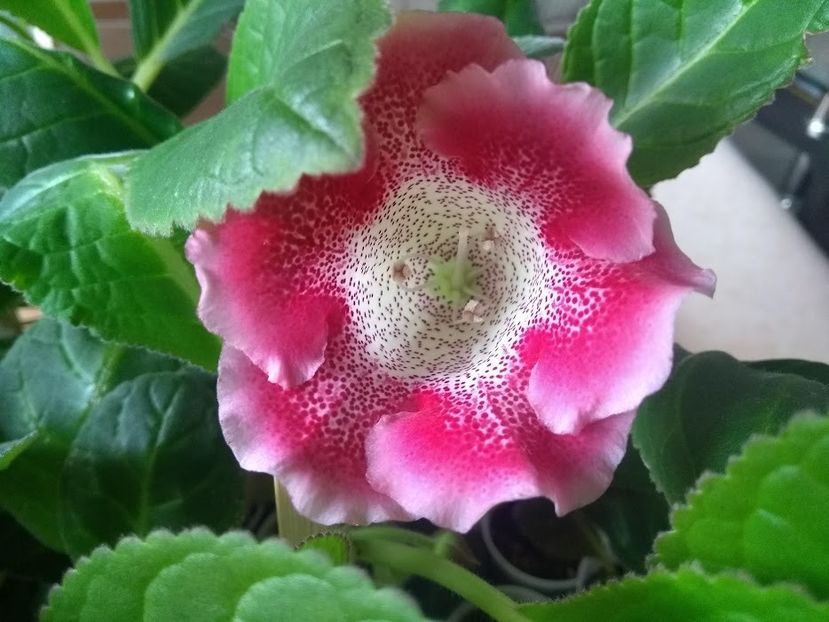 26b - Gloxinia din seminte 2020-2021