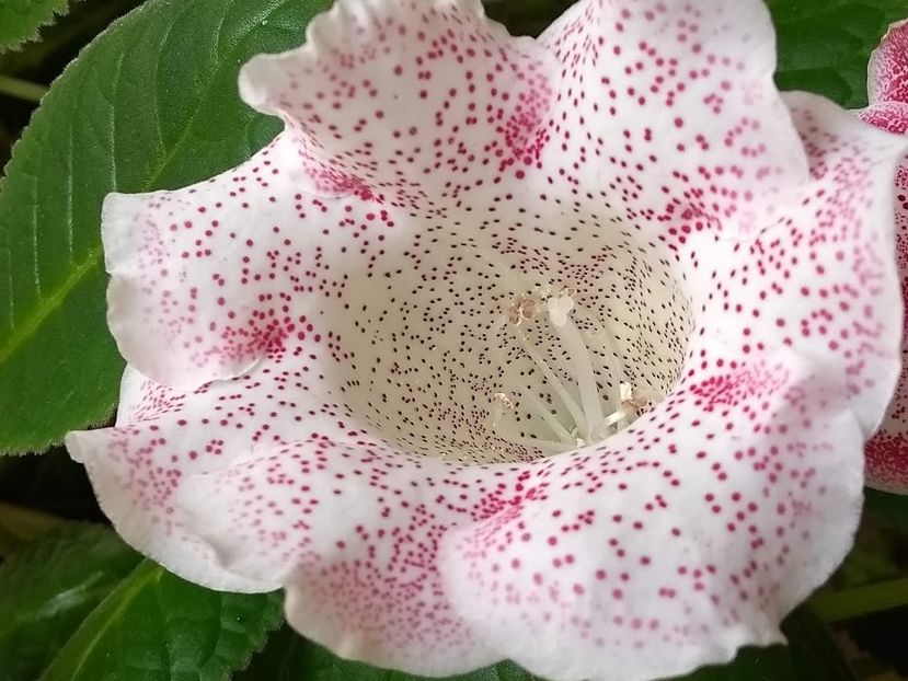 27b - Gloxinia din seminte 2020-2021