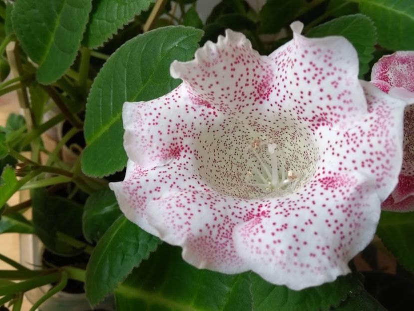 27c - Gloxinia din seminte 2020-2021