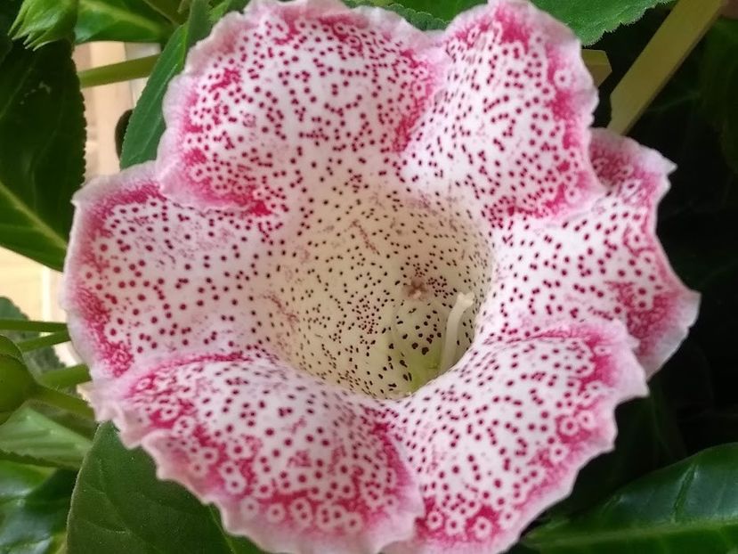 28c - Gloxinia din seminte 2020-2021