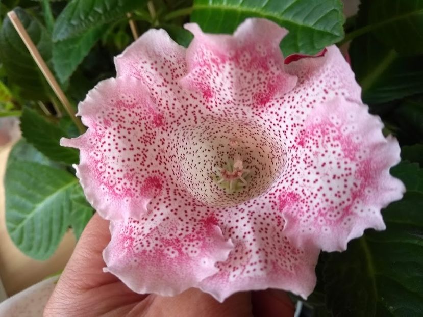 29a - Gloxinia din seminte 2020-2021