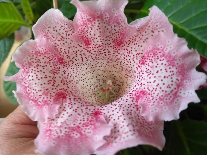 29b - Gloxinia din seminte 2020-2021
