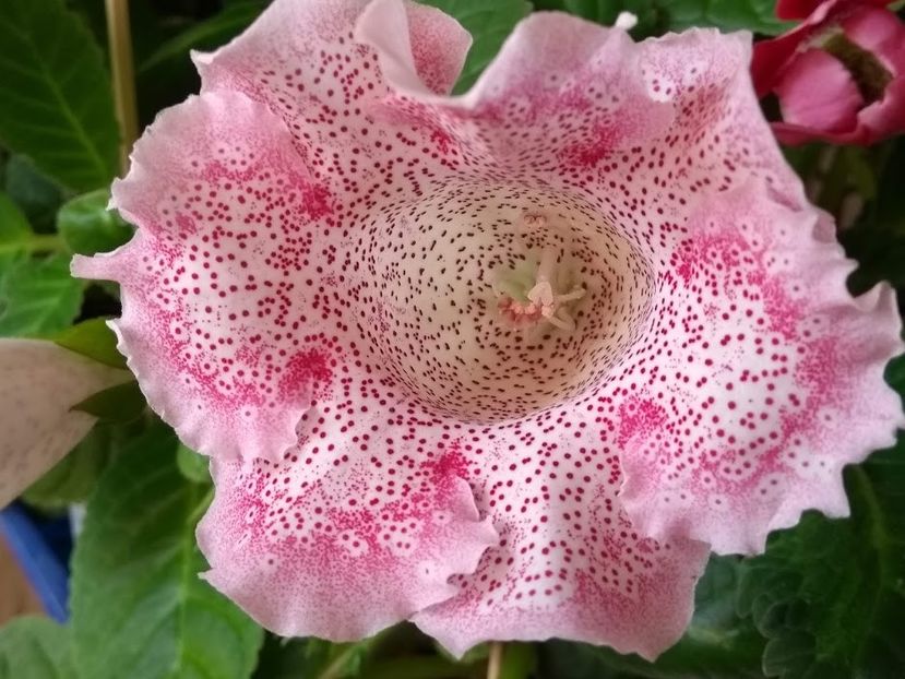 29c - Gloxinia din seminte 2020-2021