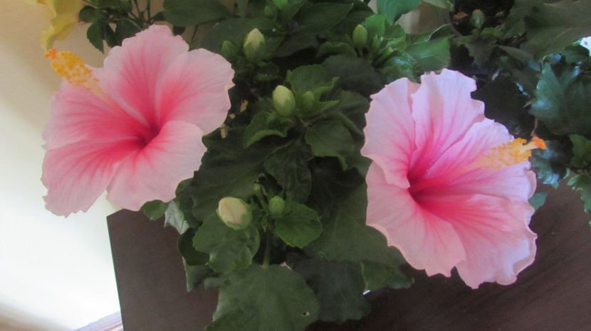 - Hibiscus 2021