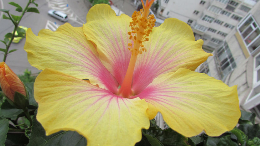  - Hibiscus 2021