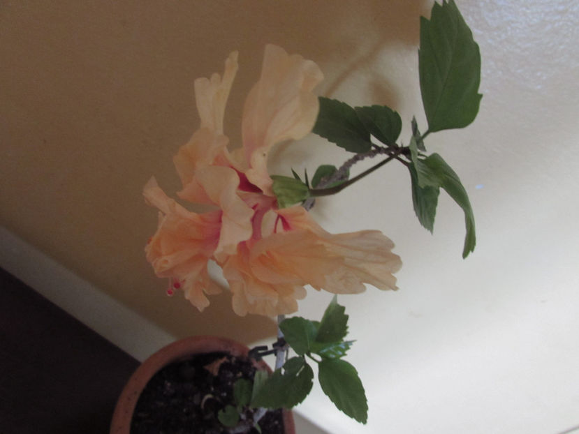  - Hibiscus 2021